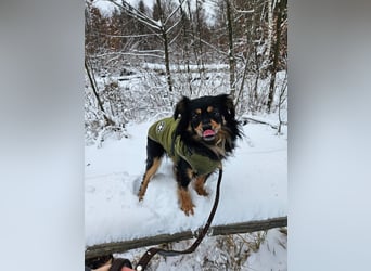 Husty sucht ein neues Zuhause