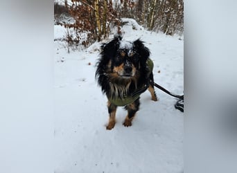 Husty sucht ein neues Zuhause