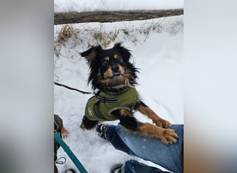 Husty sucht ein neues Zuhause