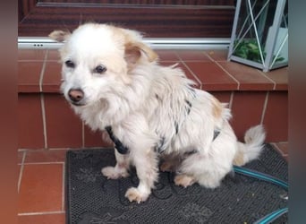 TALVI ist eine süße Hundedame
