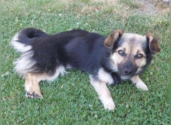 ZOICA ist ein absoluter Traumhund