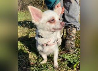 MINNIE ist ein winziges Hundemädchen