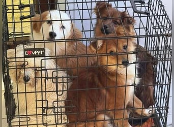 TIMMI ist in großer Not