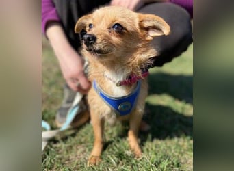 GINGER irrte hungrig umher