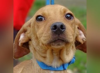 BRUNO entzückender kleiner Hundebub