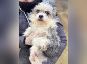 IDA wurde hilflos auf der Straße gefunden