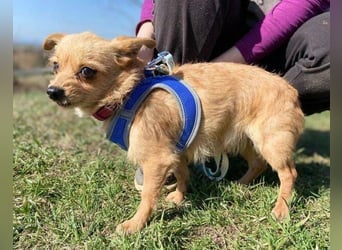 GINGER irrte hungrig umher