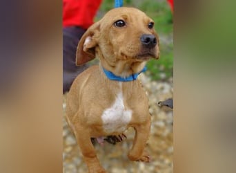 BRUNO entzückender kleiner Hundebub