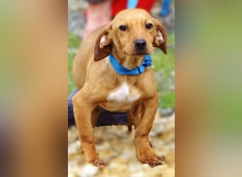 BRUNO entzückender kleiner Hundebub