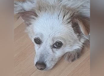 TALVI ist eine süße Hundedame