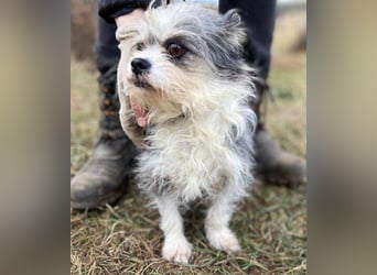 IDA wurde hilflos auf der Straße gefunden