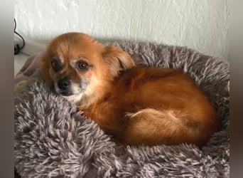 LIESEL ist eine zarte kleine Maus