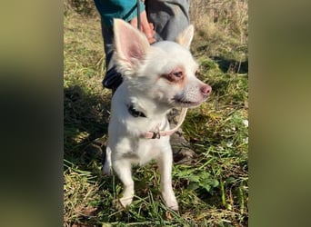 MINNIE ist ein winziges Hundemädchen