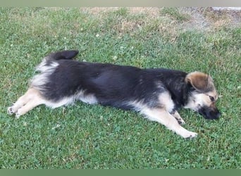 ZOICA ist ein absoluter Traumhund