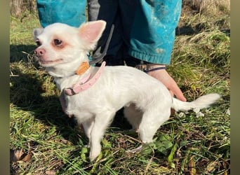 MINNIE ist ein winziges Hundemädchen