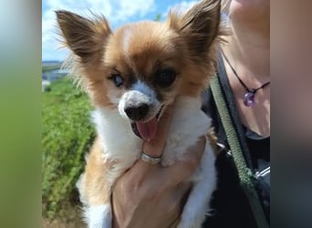 LOUIE