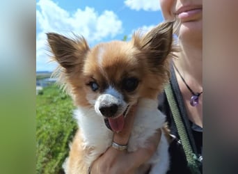 LOUIE