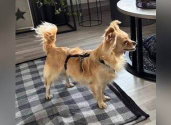 MINNIE ist ein winziges Hundemädchen