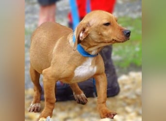 BRUNO entzückender kleiner Hundebub