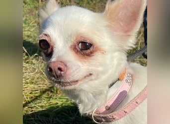 MINNIE ist ein winziges Hundemädchen