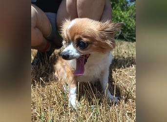 LOUIE