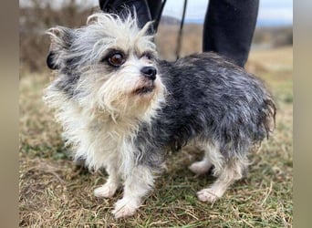 IDA wurde hilflos auf der Straße gefunden