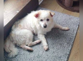 TALVI ist eine süße Hundedame