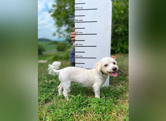 AYLA keine Wuschelmaus