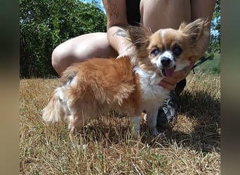 LOUIE