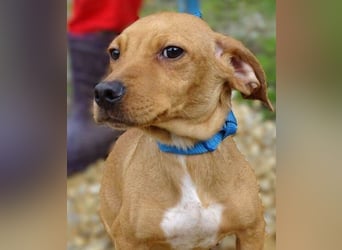 BRUNO entzückender kleiner Hundebub