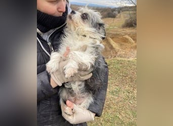 IDA wurde hilflos auf der Straße gefunden