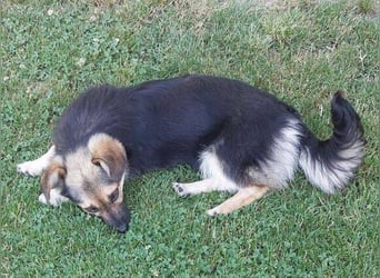 ZOICA ist ein absoluter Traumhund