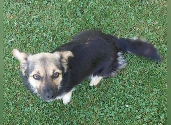ZOICA ist ein absoluter Traumhund