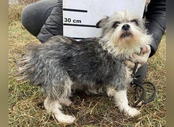 IDA wurde hilflos auf der Straße gefunden