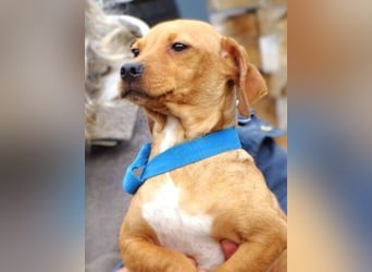 BRUNO entzückender kleiner Hundebub