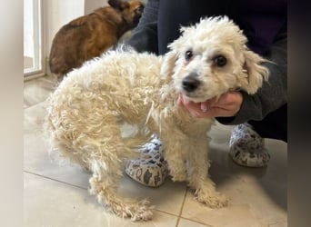 TIMMI ist in großer Not