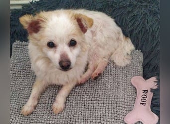 TALVI ist eine süße Hundedame
