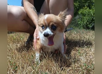LOUIE
