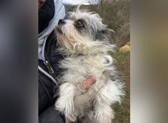 IDA wurde hilflos auf der Straße gefunden