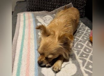 MINNIE ist ein winziges Hundemädchen