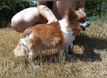 LOUIE
