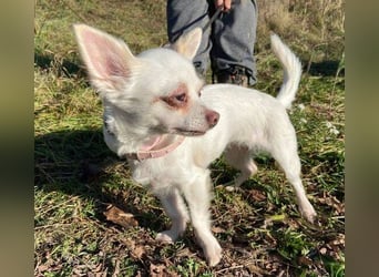 MINNIE ist ein winziges Hundemädchen