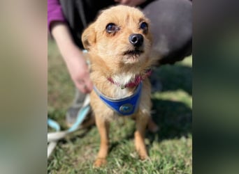 GINGER irrte hungrig umher