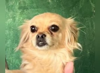 MINNIE ist ein winziges Hundemädchen