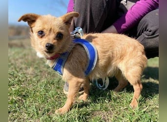 GINGER irrte hungrig umher