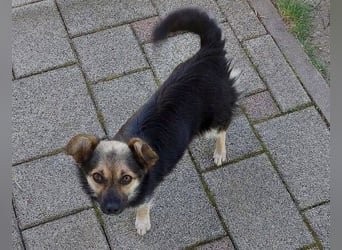 ZOICA ist ein absoluter Traumhund