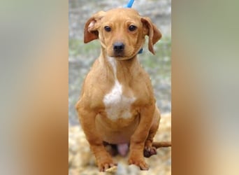 BRUNO entzückender kleiner Hundebub