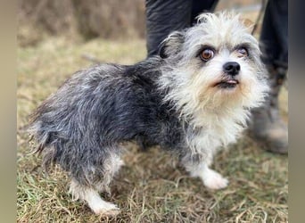 IDA wurde hilflos auf der Straße gefunden