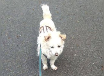 TALVI ist eine süße Hundedame
