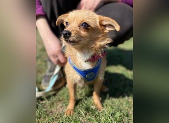 GINGER irrte hungrig umher